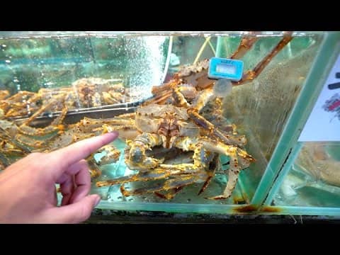 Eating Weird Mantis Shrimp and Cuttlefish -- Pt. 7