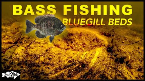Bass Fishing Bluegill Beds: Side Imaging and Shaky Head Tips