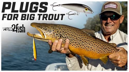 Catch Big Trout Using Plugs in Rivers | Tailrace Secrets
