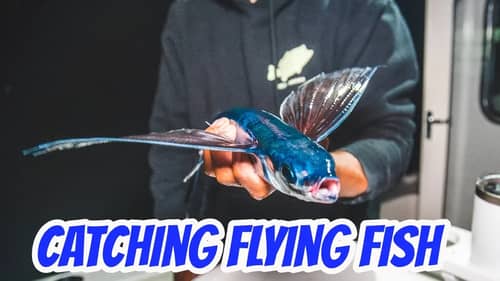 California Flying Fish - Catching them for Bluefin Tuna Bait