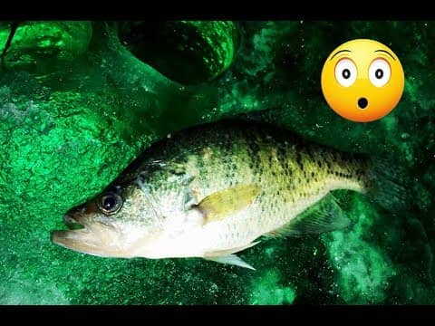 GIANT Crappie At Night Ice Fishing with a GLOW LIGHT!