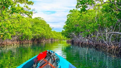Exploring Backwater Mangroves On New Kayak - Old Town 106 Powered By Minn Kota
