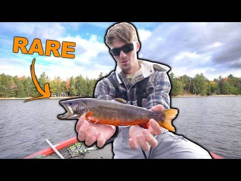 Hunting The Elusive HYBRID TROUT In Northwoods Maine (Incredible Fish!)