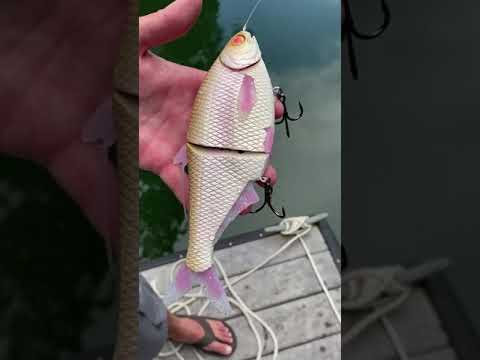 Swimbait Review- Phoney Frog Shad Glide