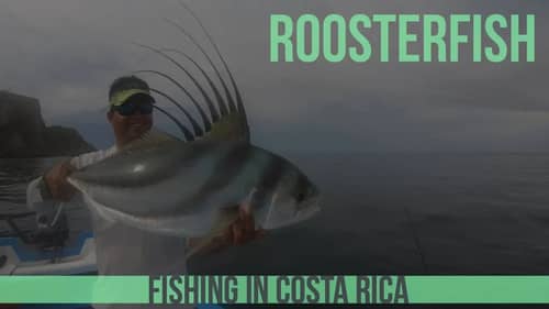 Pura Vida 3 Roosterfish in 1 Day Fishing in Costa Rica - Part 5