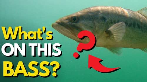 The MYSTERIOUS Abnormalities of Bass