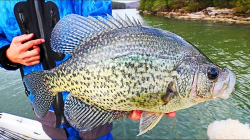 Catching HUGE CRAPPIE in the Winter! BIG ONES ARE FINICKY!