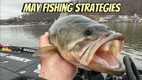 Best 7 Ways To Catch Shallow Bass In May..