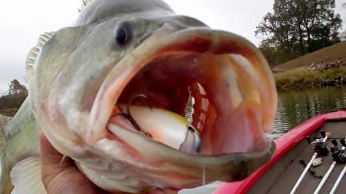 Big Bass Eating Squarebill Crankbaits - Spring Spawn Bass Fishing