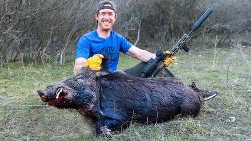 Stalking Wild Pigs in Texas Brush!
