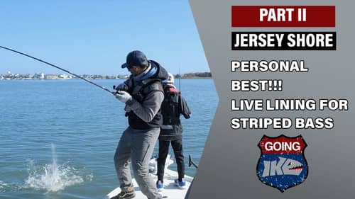 PERSONAL BEST Striped Bass for Vegas while Live Lining in the Jersey Shore | Going Ike | Part II