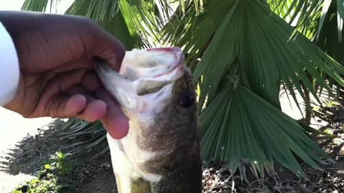 Early Spring Bass Fishing
