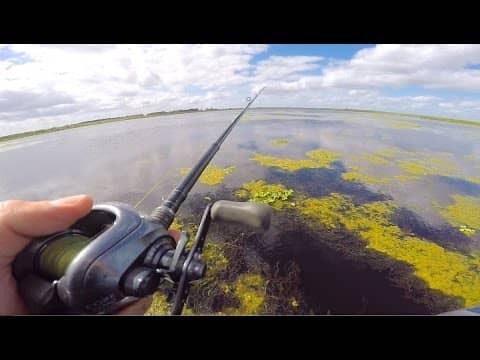 Fishing In THICC Florida Grass