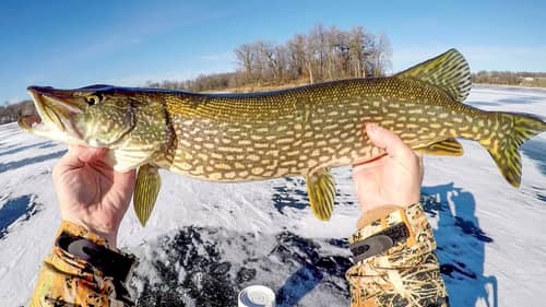 Search How%20to%20tip%20up%20pike Fishing Videos on