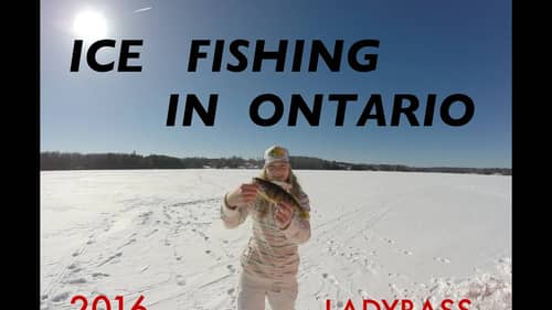 Ice Fishing Ontario/ Perch Mayhem