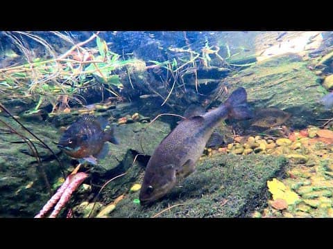 My Pet Bass are Spawning! (Part 2)