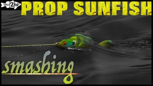 When to Fish Bluegill-Imitating Prop Baits for Spring Bass