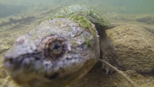 Huge Turtle Found Underwater in Clear Stream