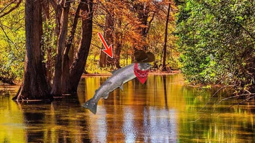 BFS Fishing For RARE Texas Rainbow Trout (Catch & Cook) - Dallas TX 2023