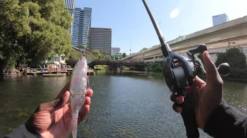 Fishing In The Middle Of Tokyo Japan!
