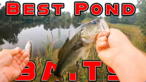 The Best Baits For Summer Pond Fishing! ( And Bank Fishing )