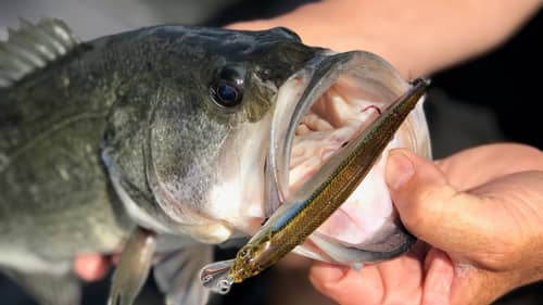 Mental Monday…The People That Don’t Deserve To Catch A Bass