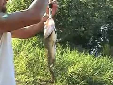 Pond Fishing: 4 lb Bass on Booyah Buzz Bait tipped with Stanley Ribbitt Frog