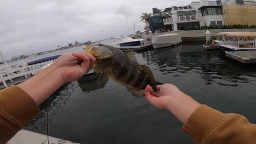 Spotted Bass fishing in Newport Bay