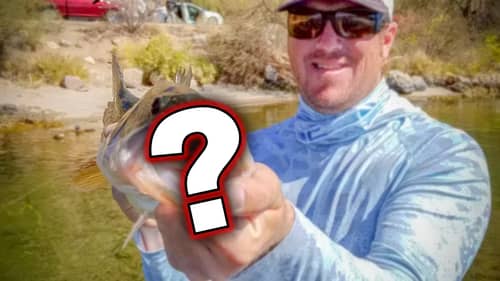 These Cheap Fishing Lures Actually Work!