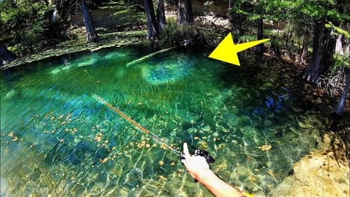 MONSTER FISH in TINY CRYSTAL CLEAR POND!!!