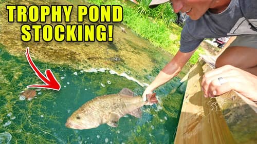 Stocking TROPHY Pond w/ Guntersville Bass!