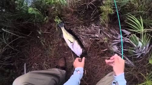Big Largemouth Bass on the Topwater