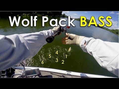 Shallow Water Techniques for Clear Lakes in the Summer - Beaver Lake Summer Bass Fishing