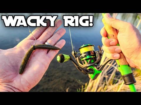 Bass Fishing with a Wacky Rig! (EXCELLENT for Beginners)
