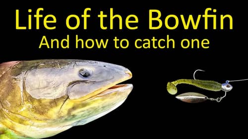 Life of the Bowfin and How to Fish for Bowfin