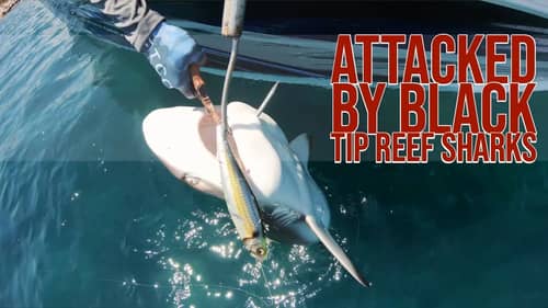 Big Topwater Attacks on the Risk It For the Biscuit Series Part 3
