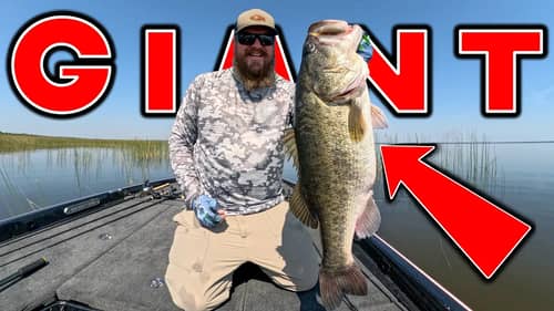 Flipping, Swim Jig And Frog! This NEW Lake Is Full Of GIANT Bass!