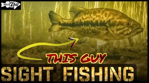 Sight Fishing Tricks for Bass Fishing in the Spring