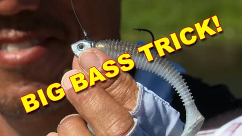 Swimbaits For Summer Bass Fishing | Bass Fishing