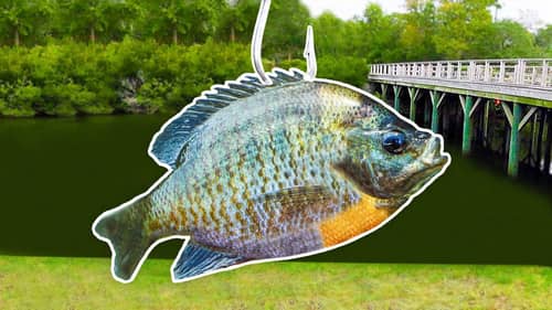 Fishing w/ GIANT Livebait for MONSTER Fish!