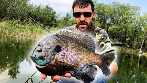 Fishing CRYSTAL CLEAR WATER for HUGE BLUEGILLS!