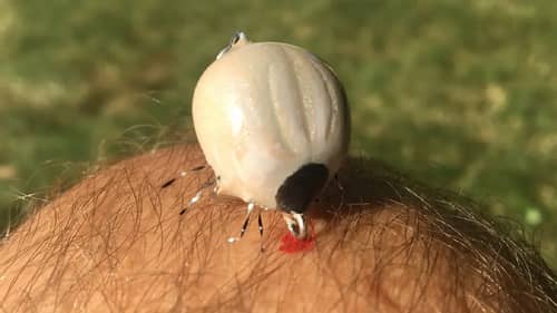 Making an Engorged Tick Lure