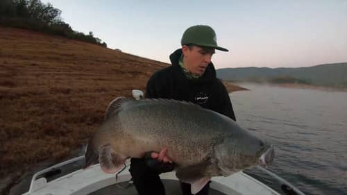 Murray Cod Beast Freak Metery Big Bass Dreams Australia