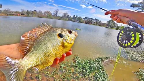 Fly Fishing for BLUEGILL & REDEAR With A FLYROD and FLIES!