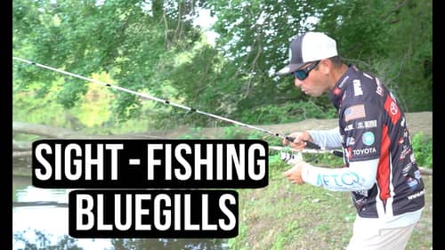 Ike In The Shop : Bluegill Fishing