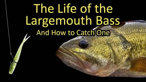 Life of the Largemouth Bass and How to Catch a Bass