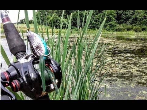 ABSOLUTE GIANT BASS CRUSHES TOP WATER FROG    | NEW PB |