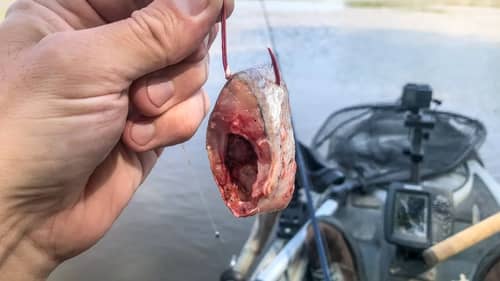Spring Fishing Cut Bait Channel Catfish!