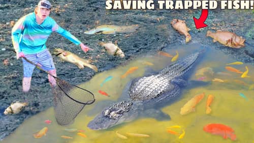 Saving Fish TRAPPED in ALLIGATOR MUD PIT!