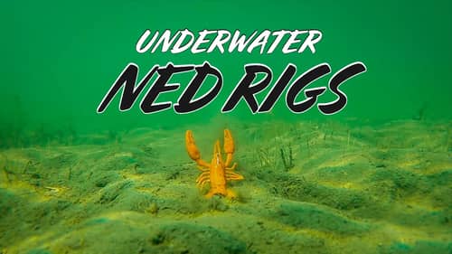 Underwater Footage of 9 NEW Ned Rig Baits | Which Ones Work The Best?